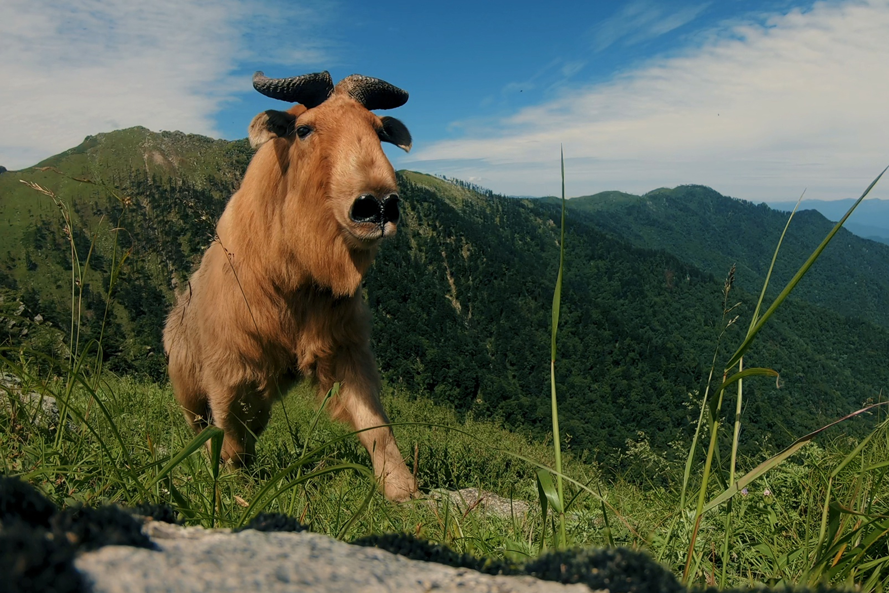 Takin Preserve Center